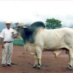 4 – Foto Seu Getúlio com gado