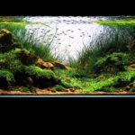 IAPLC 2012 – Luca Carlos Galarraga