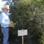 erva baleeira e rogerio