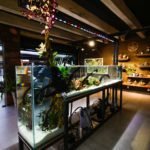 kawa_fish_aquarismo_divulgacao