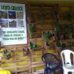 horta-girassol-3