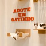 Mundo-Pluto-Adote-um-gatinho-3822