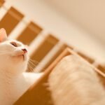 Mundo-Pluto-Adote-um-gatinho-3939