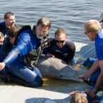 Lake Monroe Dolphin Rescue_66