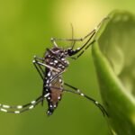 Aedes_aegypti-1024×682