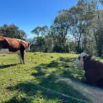 WhatsApp Image 2025-10-30 at 14.26.49 (4)