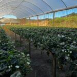 WhatsApp Image 2025-10-30 at 14.26.50