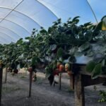 WhatsApp Image 2025-10-30 at 14.26.50 (2)