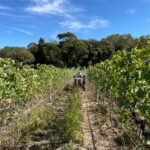 Vitivinicultura